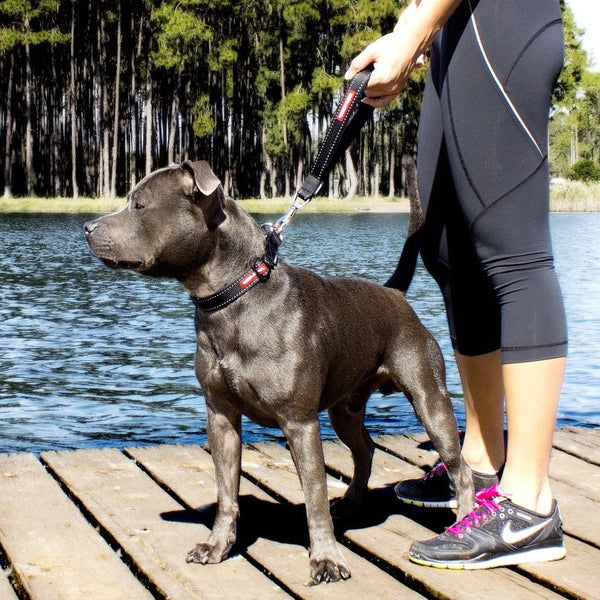 Ezydog mongrel best sale