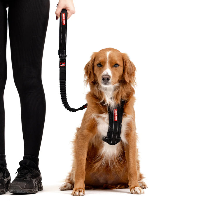 EzyDog Zero Shock Leash - Black 64cm / 120cm