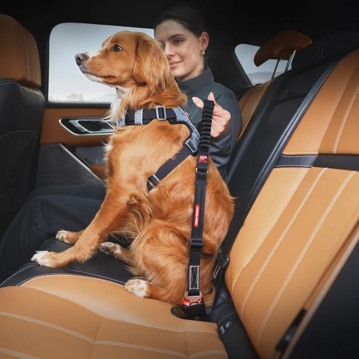 Ezydog Click Zero Shock Car Restraint