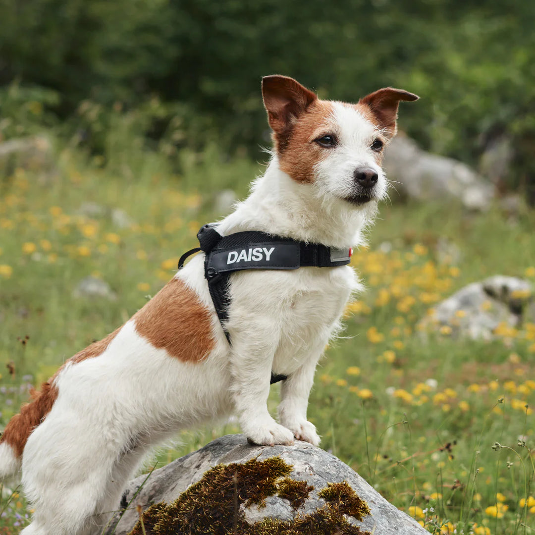 EzyDog Express Harness Black – PUPNPUSSY All About The Urban Pet