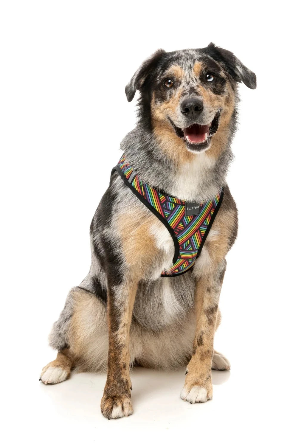 Dog Harness - Rainbow Northcote