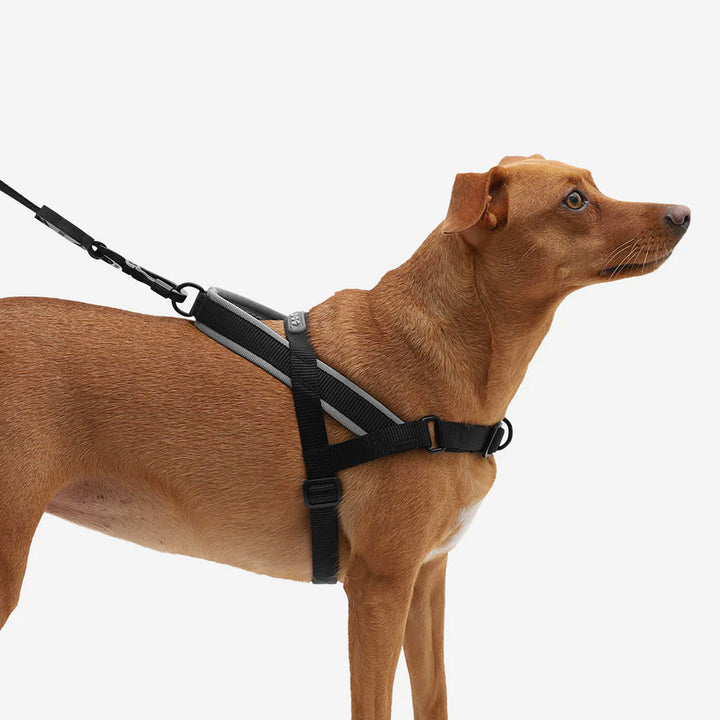 Zee.dog Softer Walk Harness - Gotham