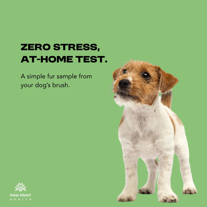 Complete Dog Intolerance Screening Test