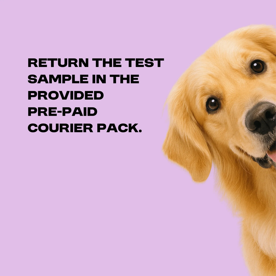 Complete Dog Intolerance Screening Test