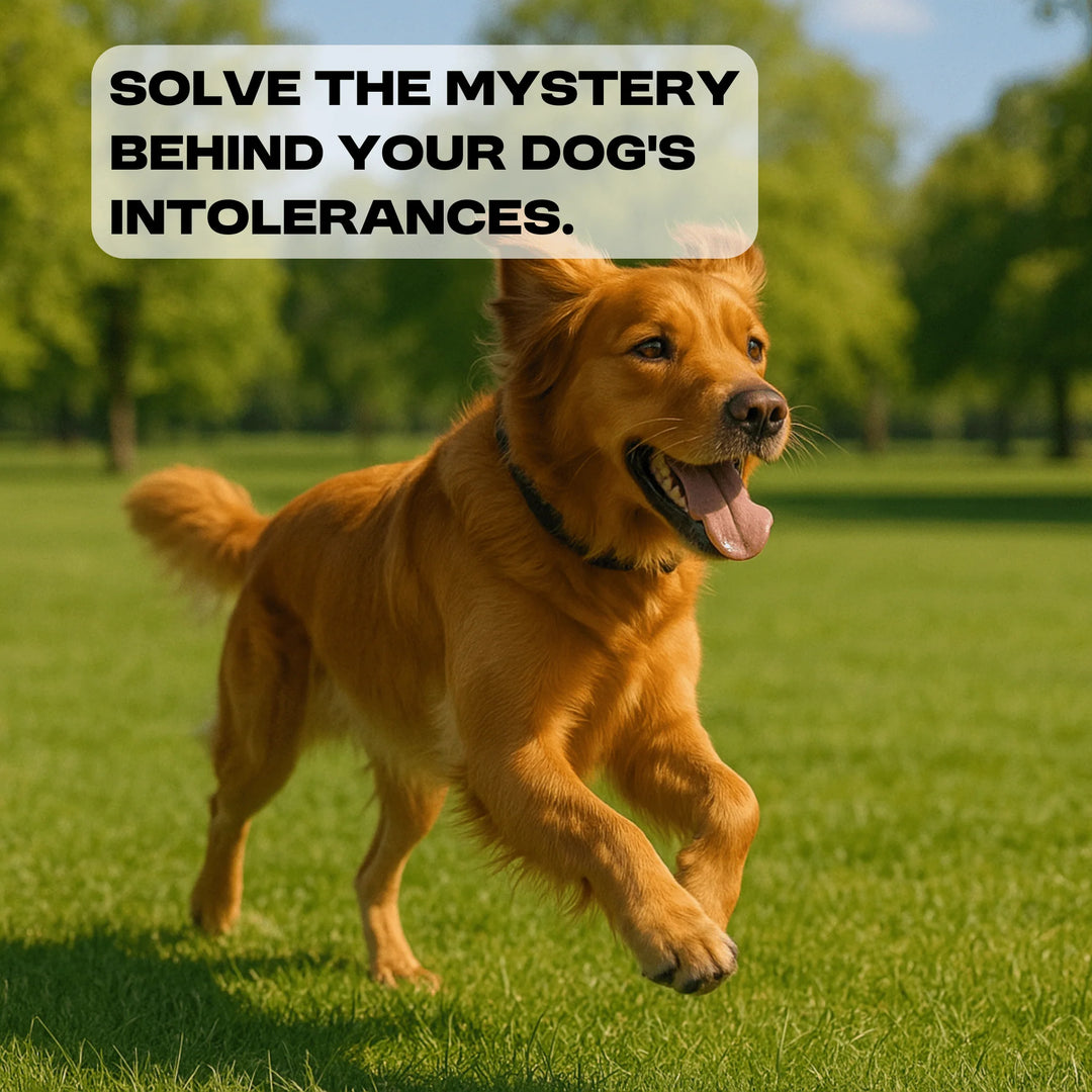 Complete Dog Intolerance Screening Test