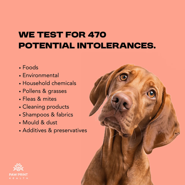 Complete Dog Intolerance Screening Test