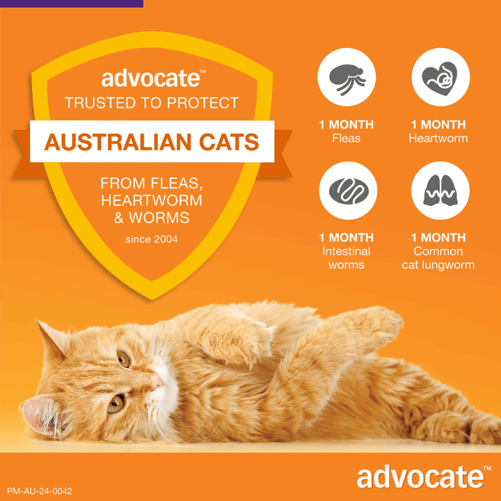 Advocate Heartworm, Fleas and Worms  -  Cats over 4kg  -  3 pack