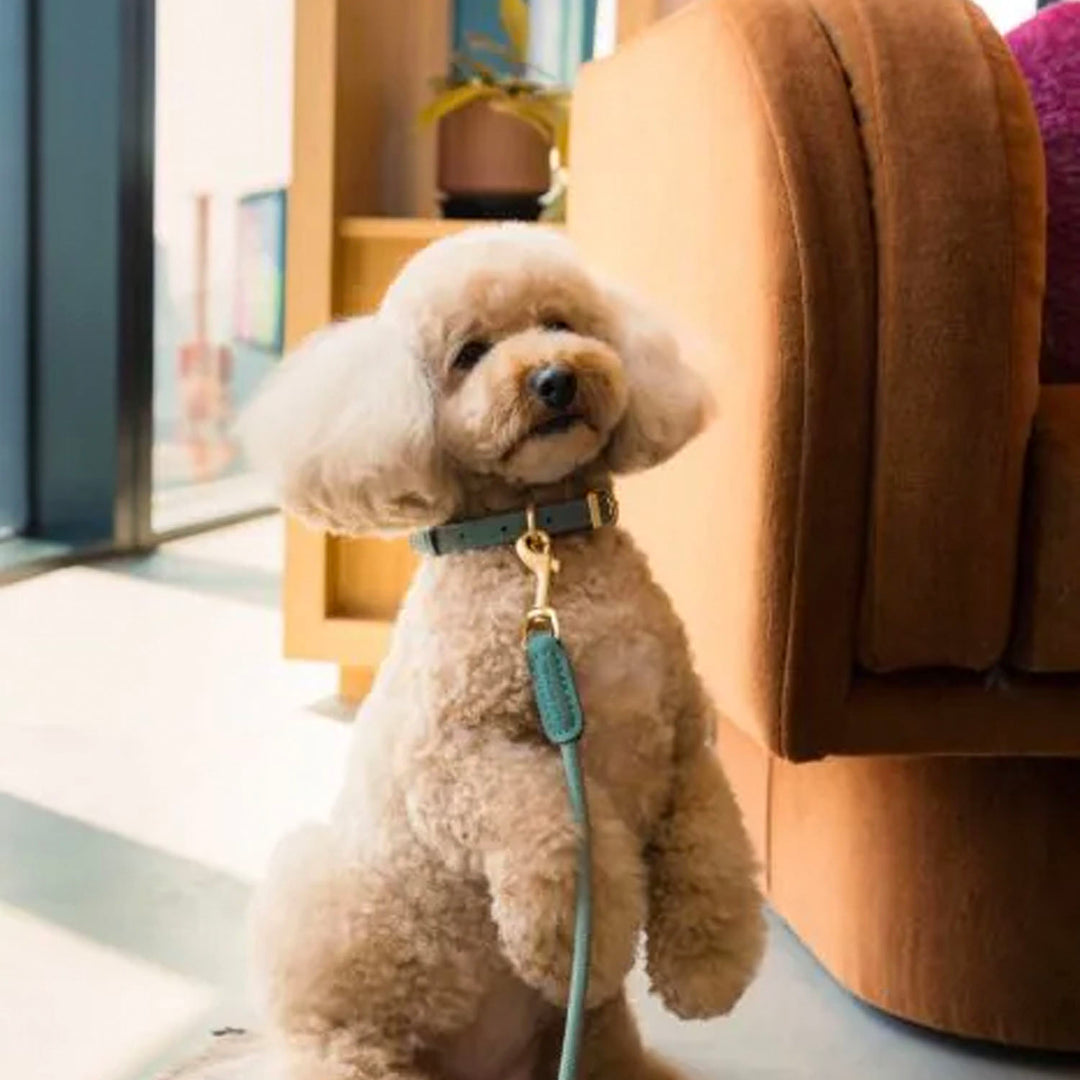 Fuzzyard Life Atelier Dog Collar - Myrtle Green
