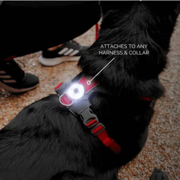 EzyDog Go2 Attachable Dog Light - Multi