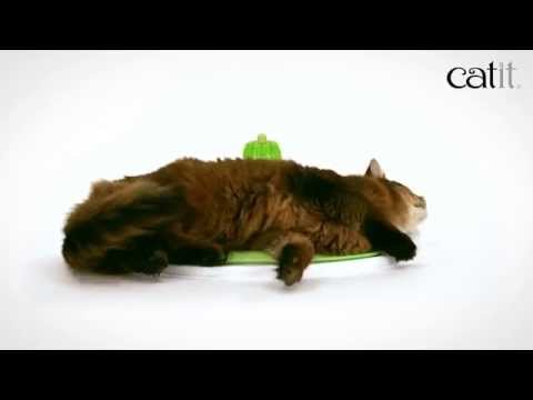 CATIT Senses Wellness Centre