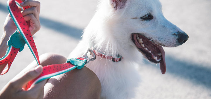 Zee.dog Lola Leash - Watermelon