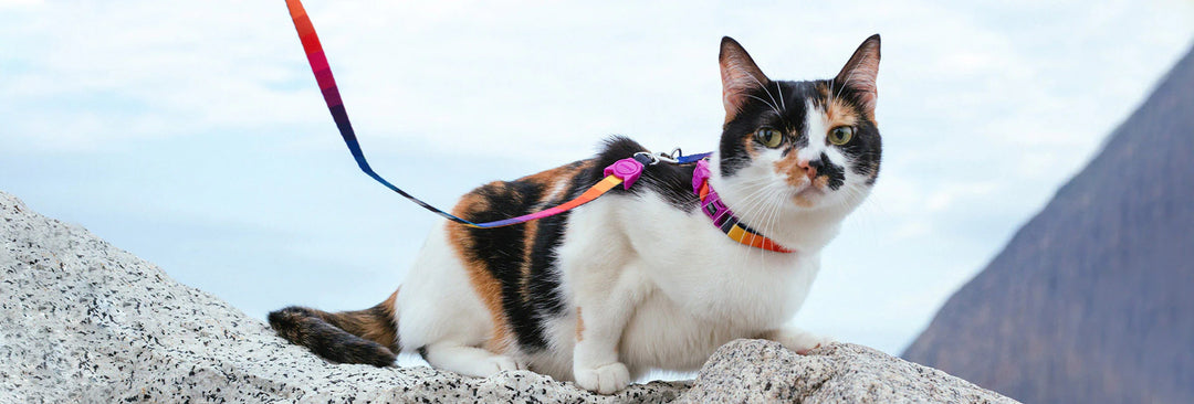 Zee.dog Cat Harness With Leash - Prisma