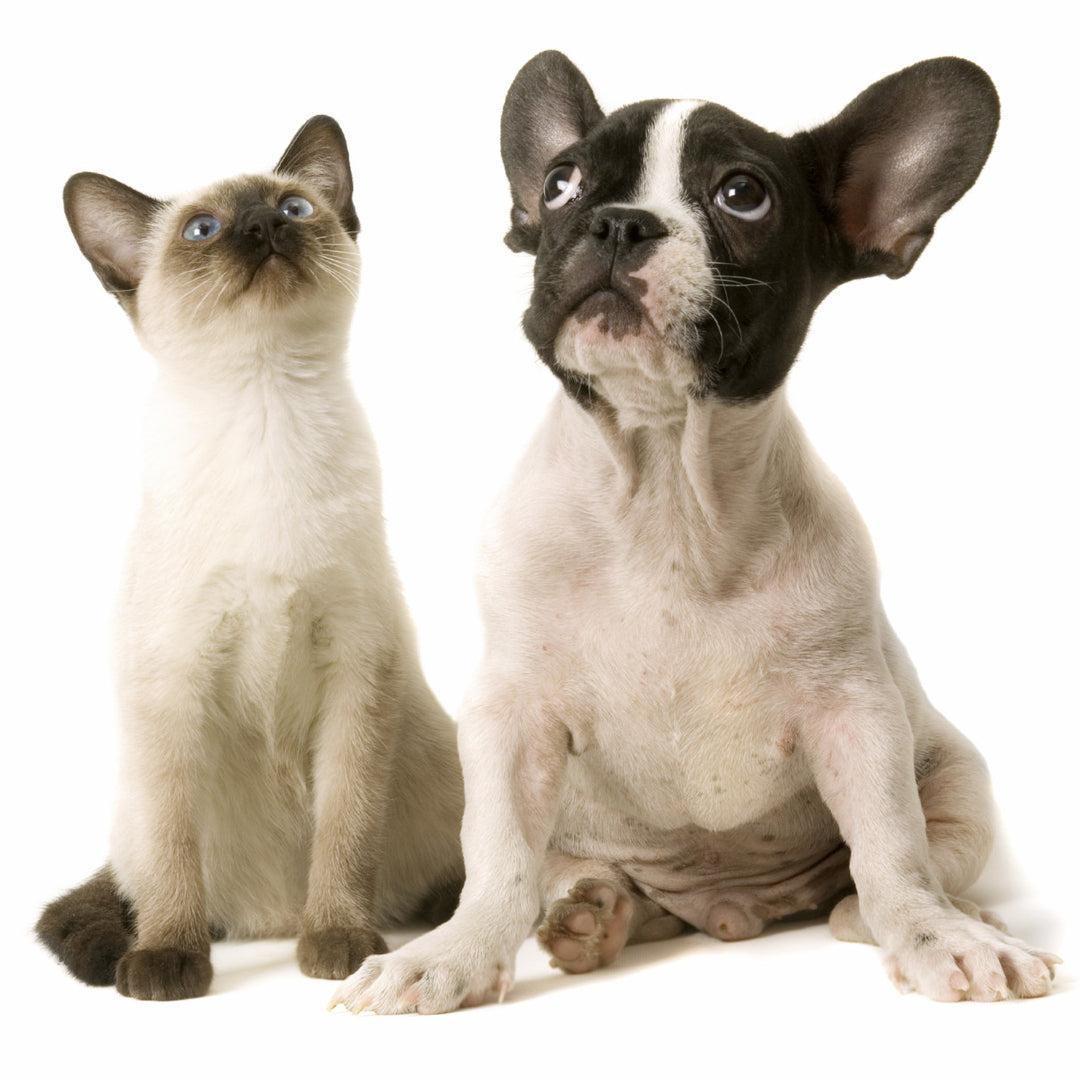 Puppy/Kitten Checklist