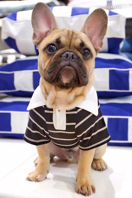 Miyow and Barkley Polo