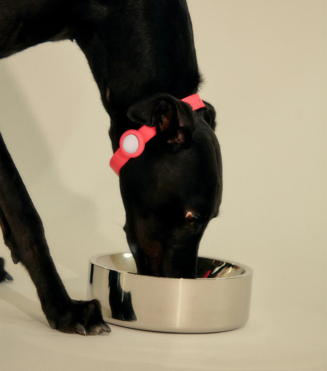 Frank Green Stainless Steel Pet Bowl